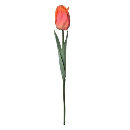 Kuntlill Tulp H50 punane