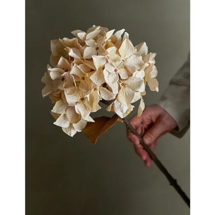 Kunstlill Hortensia H65 beež